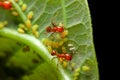 Close-up ant and little insect on leaf Royalty Free Stock Photo