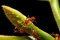 Close-up ant and little insect on leaf