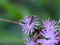 Close up of an ant on purple grass flowers Royalty Free Stock Photo