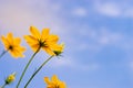 Close up ant view Starburst flower meadow garden on blue sky Royalty Free Stock Photo