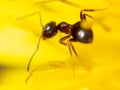 Close-up ant on a yellow flower in nature Royalty Free Stock Photo