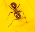 Close-up of an ant on a yellow flower in nature. Royalty Free Stock Photo