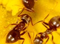 Close-up of an ant on a yellow flower in nature. Royalty Free Stock Photo