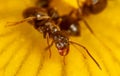 Close-up of an ant on a yellow flower in nature. Royalty Free Stock Photo