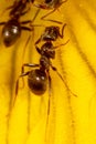 Close-up of an ant on a yellow flower in nature. Royalty Free Stock Photo