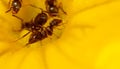 Close-up of an ant on a yellow flower in nature. Royalty Free Stock Photo