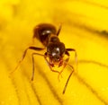 Close-up of an ant on a yellow flower in nature. Royalty Free Stock Photo