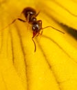 Close-up of an ant on a yellow flower in nature. Royalty Free Stock Photo