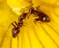 Close-up of an ant on a yellow flower in nature. Royalty Free Stock Photo