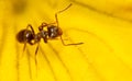 Close-up of an ant on a yellow flower in nature. Royalty Free Stock Photo