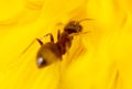 Close-up ant on a yellow flower in nature Royalty Free Stock Photo