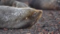 Close up of an Antarctic fur seal in Antarctica