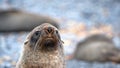 Close up of an Antarctic fur seal Royalty Free Stock Photo