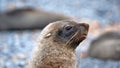 Close up of an Antarctic fur seal