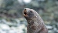 Close up of an Antarctic fur seal with its mouth open