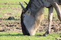 Close up of an antelope gnu Royalty Free Stock Photo
