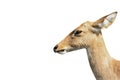 Close-up Of Antelope Isolated On A White Background - Clipping Paths