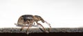 Close-up of Anthonomus Pomorum Beetle on White Background