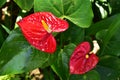 Close-up of Anthurium or Flamingo lily with green leaves in the garden. Royalty Free Stock Photo