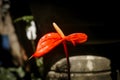 Close up of an Anthurium flower colorful floral for nature wallpaper and background