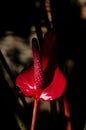 Close up of an Anthurium flower colorful floral for nature wallpaper and background