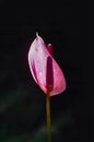 Close up of an Anthurium flower colorful floral for nature wallpaper and background