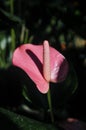 Close up of an Anthurium flower colorful floral for nature wallpaper and background