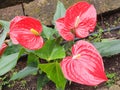 Close-up of anthurium scherzerianum bushes with red flowers. Royalty Free Stock Photo