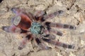 Close-up of an Antilles Pinktoe Tarantula