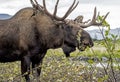 Close up bull Moose feeding on green shrubs.