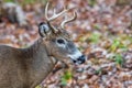 Close up of an antlered White-tailed buck Odocoileus virginianus during autumn. Selective focus, background blur and foreground Royalty Free Stock Photo