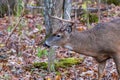 Close up of an antlered White-tailed buck Odocoileus virginianus during autumn. Selective focus, background blur and foreground Royalty Free Stock Photo