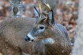 Close up of an antlered White-tailed buck Odocoileus virginianus during autumn. Selective focus, background blur and foreground Royalty Free Stock Photo