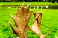 Close Up of the Antlers of a Fallow Deer