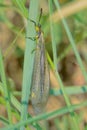 antlion imago Royalty Free Stock Photo