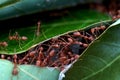 Close-up of ants action help build a nest, unity team good team work