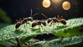 Close-up of ants or ant on a leaf in the wonderful green nature in sunlight on a meadow