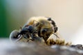 Ants Attacking Honey Bee Royalty Free Stock Photo