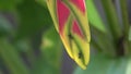 Close-up of ants creeping on inflorescence of Wild Heliconia or Lobster-Claws. Exotic pink and green flower covered with