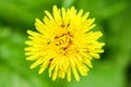 Close-up of ants on a dandelion