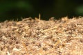 Close up of ants nest Royalty Free Stock Photo