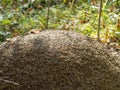 Close-up of ants nest. Large ant hill in summer forest Royalty Free Stock Photo
