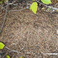 Close-up of ants nest. Large ant hill in forest. Royalty Free Stock Photo