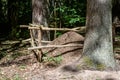 Close-up of ants nest. Large ant hill in summer forest. Royalty Free Stock Photo