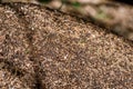 Close-up of ants nest. Large ant hill in summer forest. Royalty Free Stock Photo