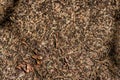 Close-up of ants nest. Large ant hill in summer forest. Royalty Free Stock Photo