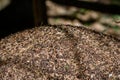 Close-up of ants nest. Large ant hill in summer forest. Royalty Free Stock Photo