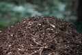 Close-up of ants nest. Large ant hill in summer forest. Anthill.. Royalty Free Stock Photo