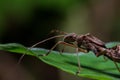 Ants are useful for organic agriculture