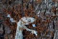 Close up ants team work, red ants carry lizard to nest, ants carry food Royalty Free Stock Photo